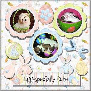 Egg-Specially Cute Coton de Tulear Puppies!